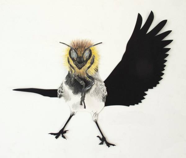 Carien Vugts | Motacilla alba