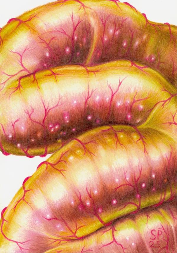 Suzanne Plomp | Volvulus Y2K Pink, 2025