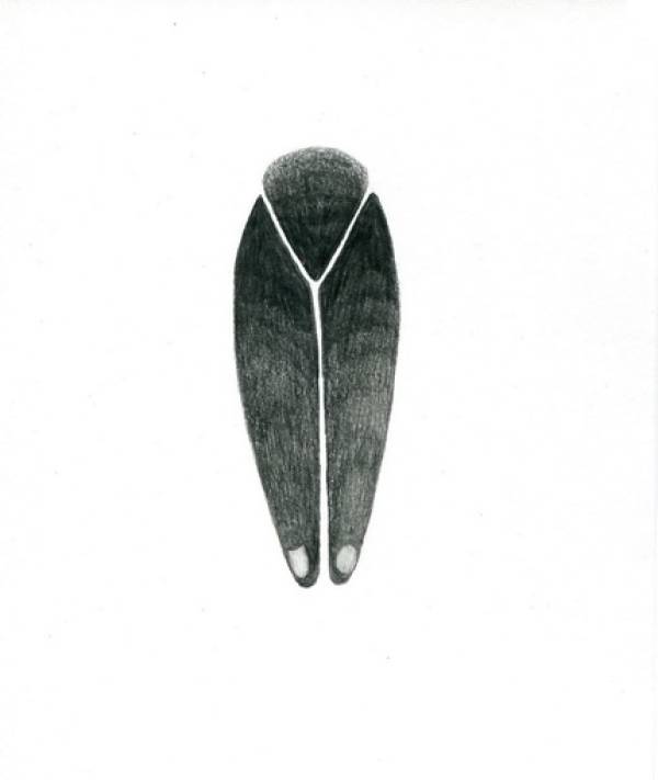Laura Sassen | Botanica Herbarium |#1, 2011