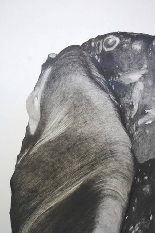 Laura Sassen | Botanica |#2, 2010 (detail)