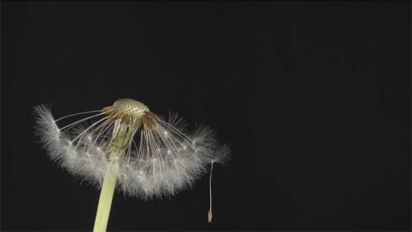 Lea Schiess | Where did it go?/Dandelion, 2015