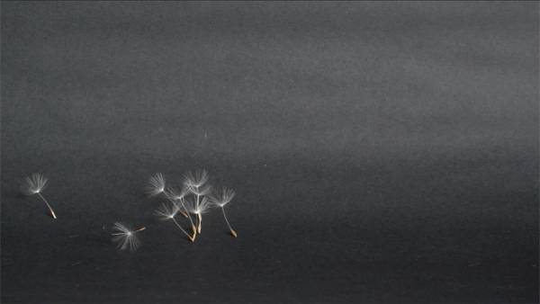 Lea Schiess | Where did it go?/Dandelion, 2015