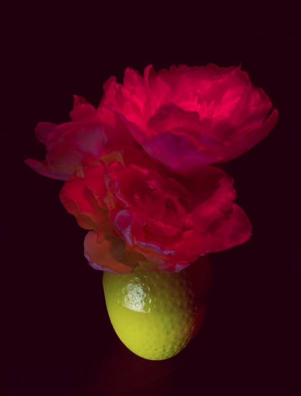 Bob Negryn | tulp no 5, 2011