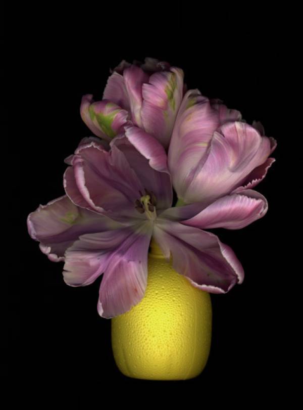 Bob Negryn | tulip no 47, 2012